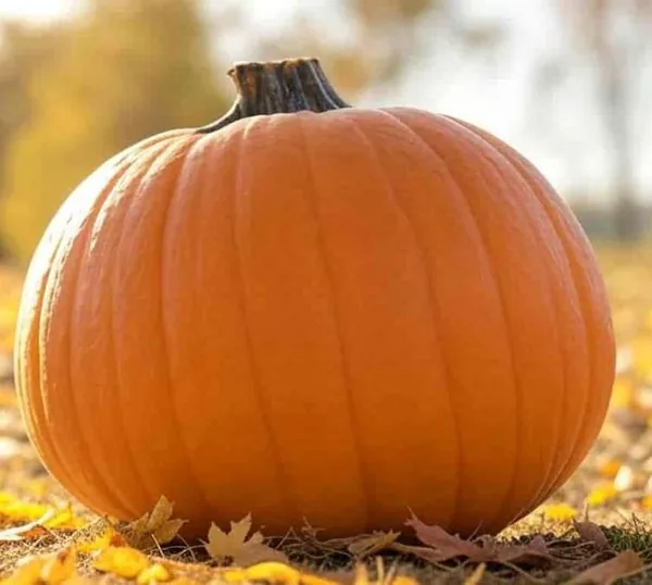 Pumpkin