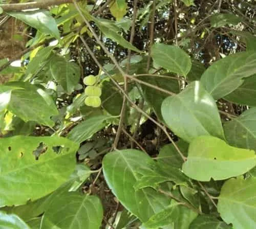 Pygeum leaves